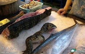 鳄鱼变成人的食物视频,惊悚食物视频揭秘