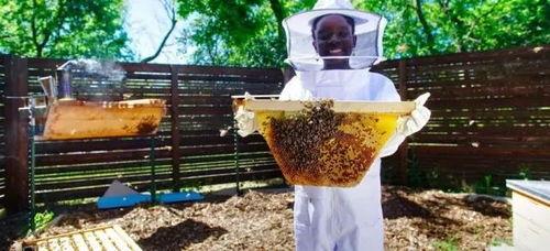 蜜蜂成人无码视频,揭秘蜜蜂世界的隐秘生活