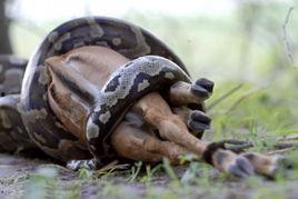 可吞食成人的巨蟒视频,巨蟒吞噬成人，真实视频曝光！