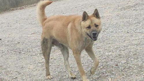 成人打得过土狗吗视频,一场力量与勇气的较量